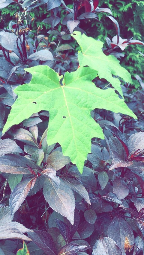 Green Berrėė