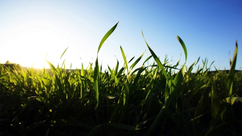grass