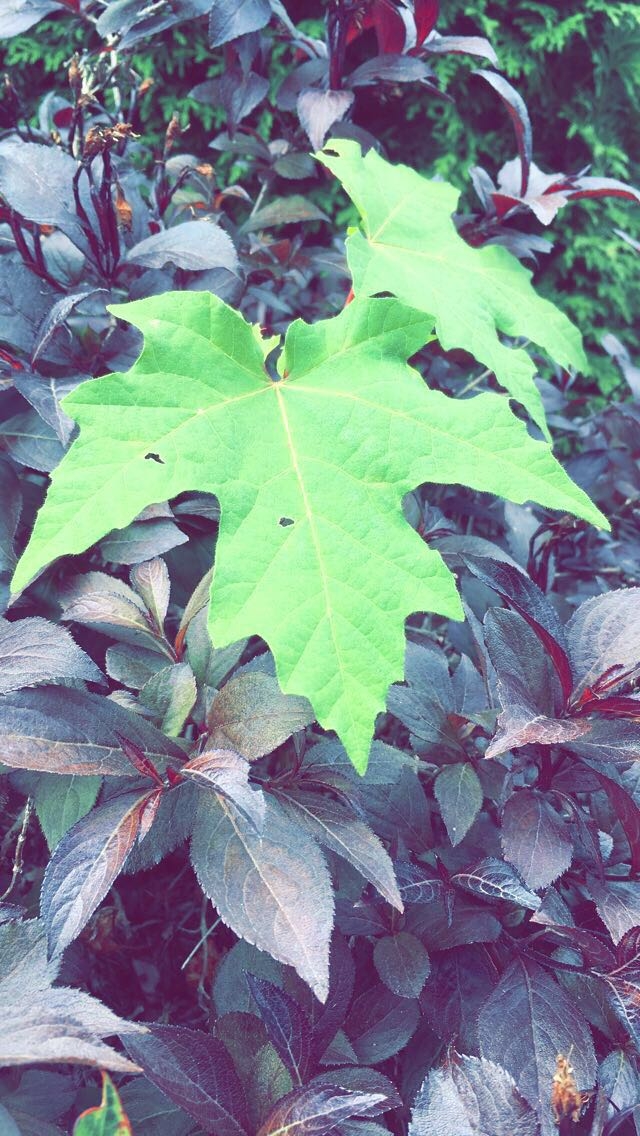 Green Berrėė