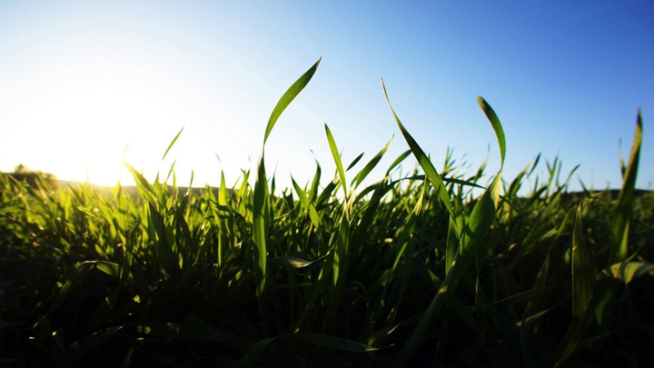grass