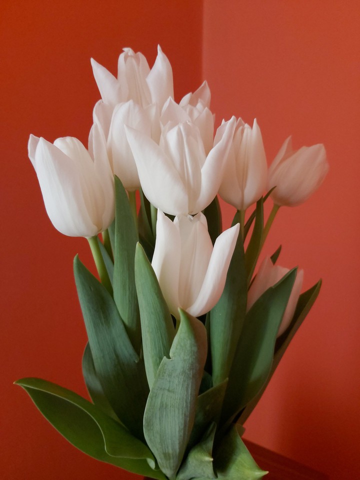 White Flowers