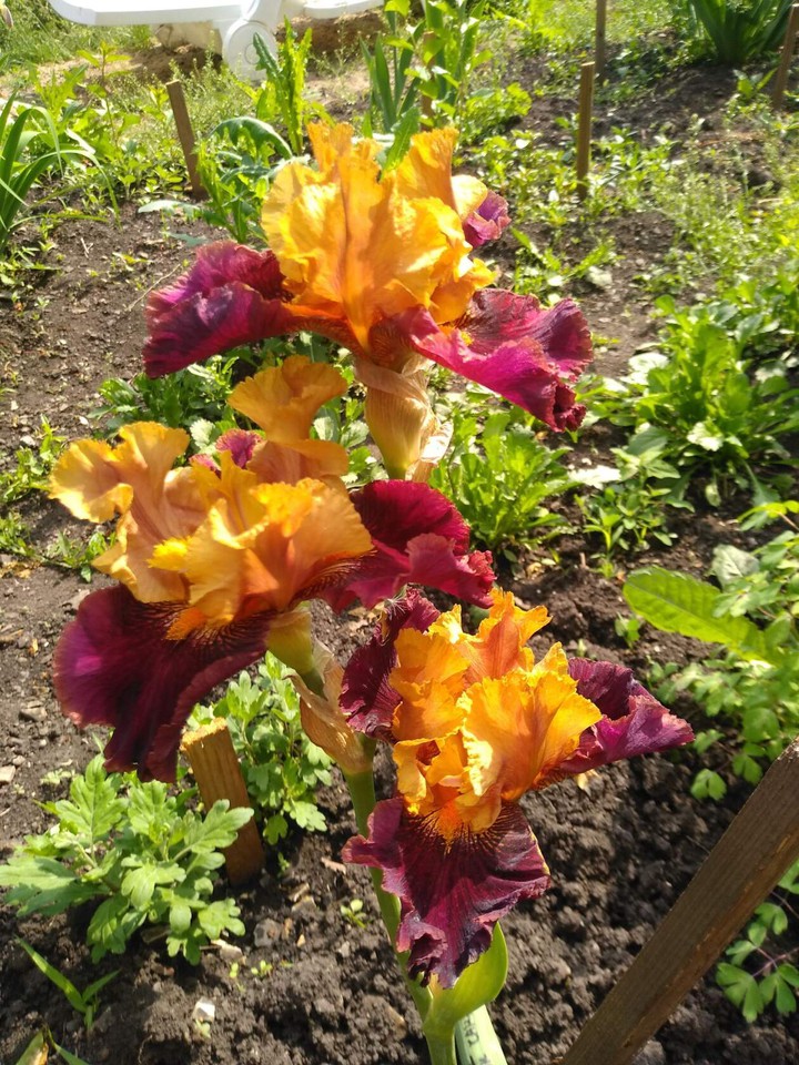 iris