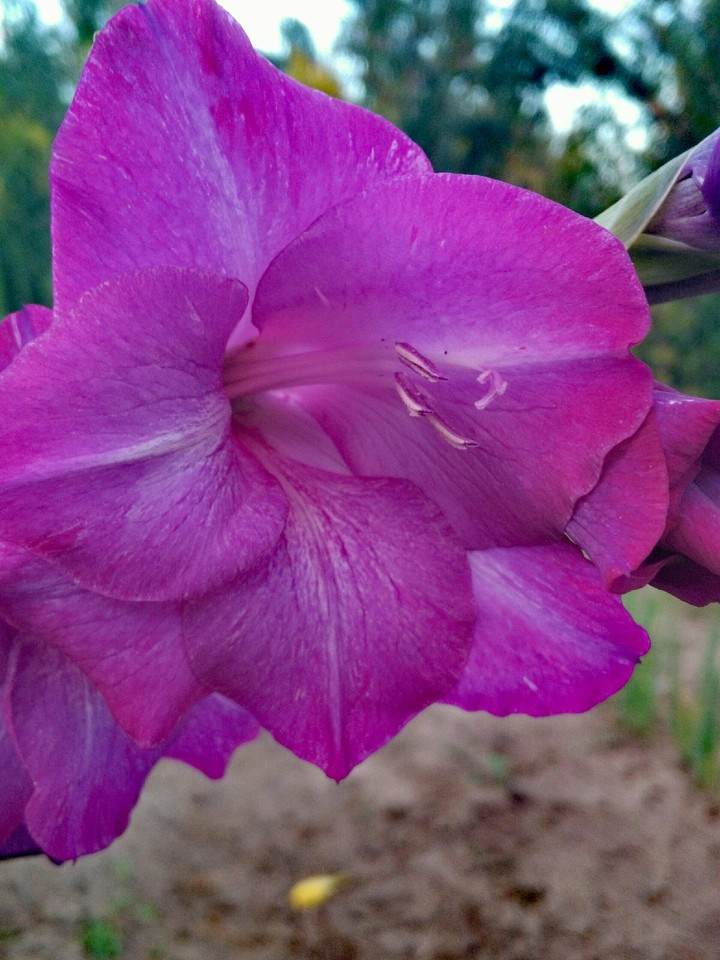 flower