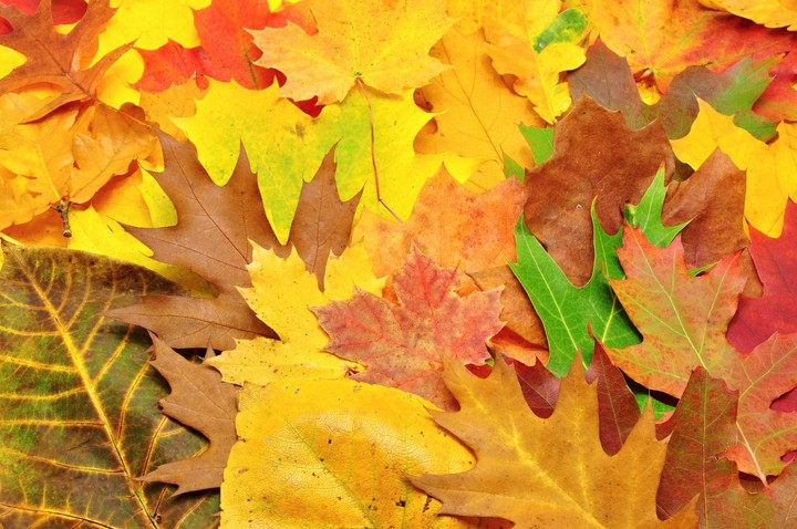 autum