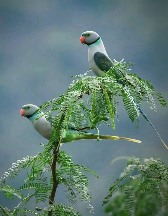 Awesome twosome
