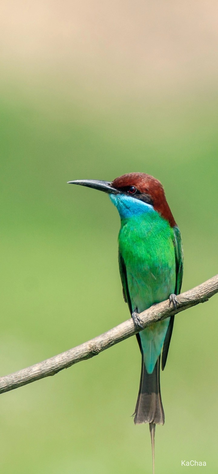 bird