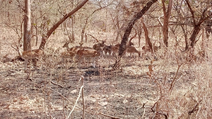Dense Forest