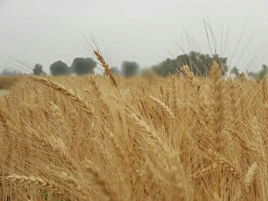 wheat