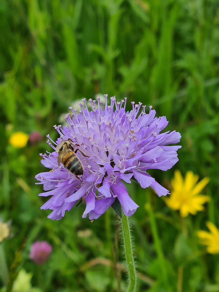 Bee