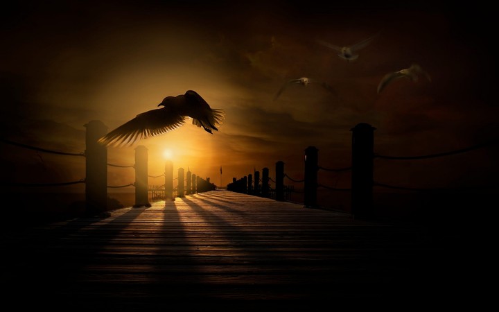 My dream pigeon
