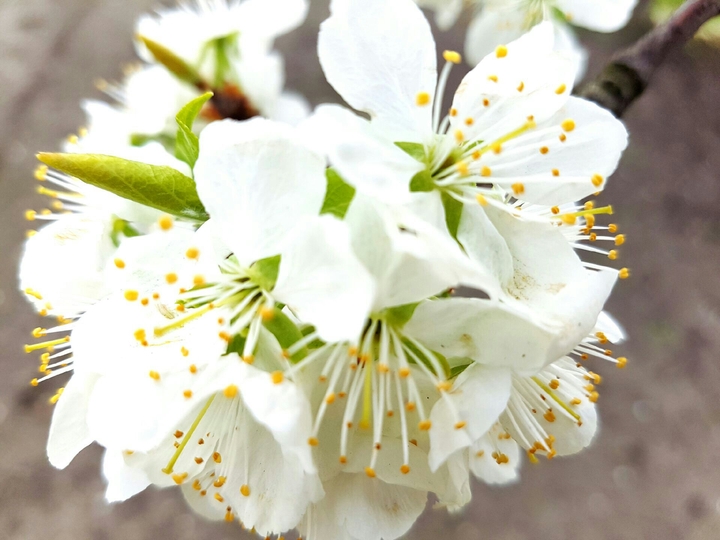 White flowers