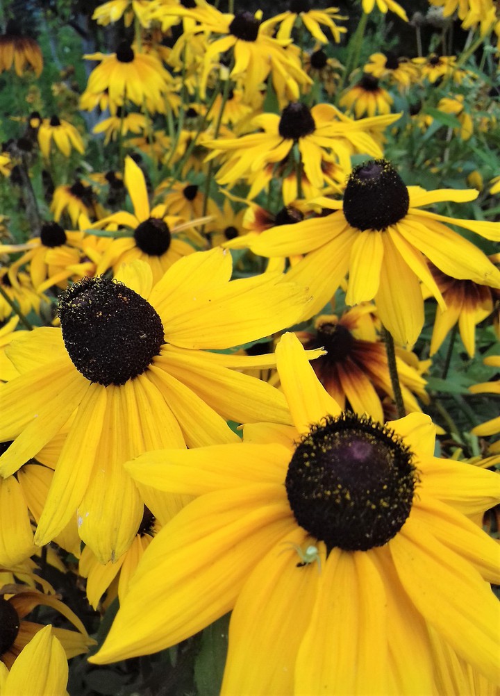 yellow flowers