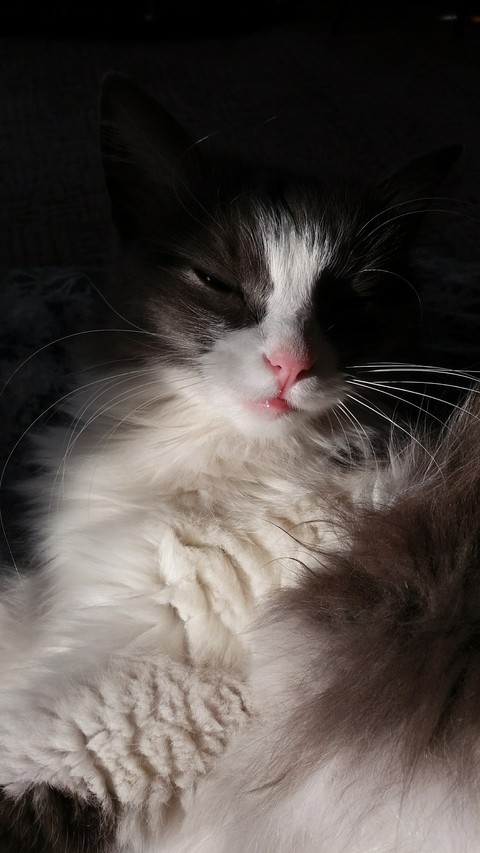 fonds d'écran whiskers, nose