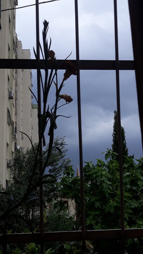 خلفيات Building, plant
