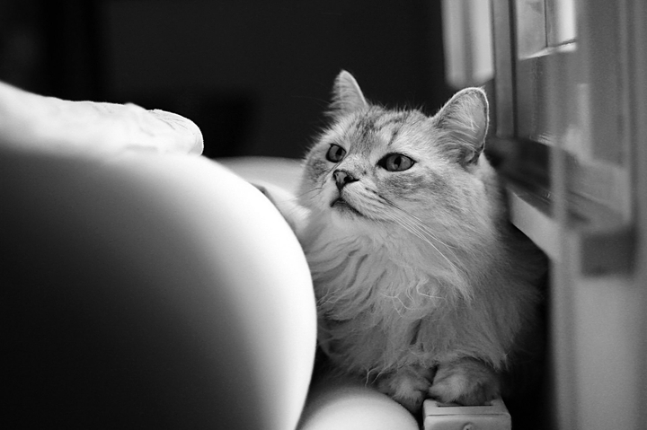 Кошка