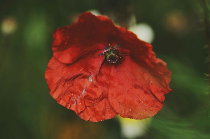 flower
