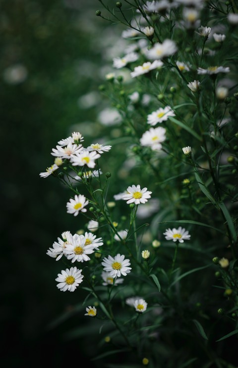 fondos de pantalla wildflower, flower
