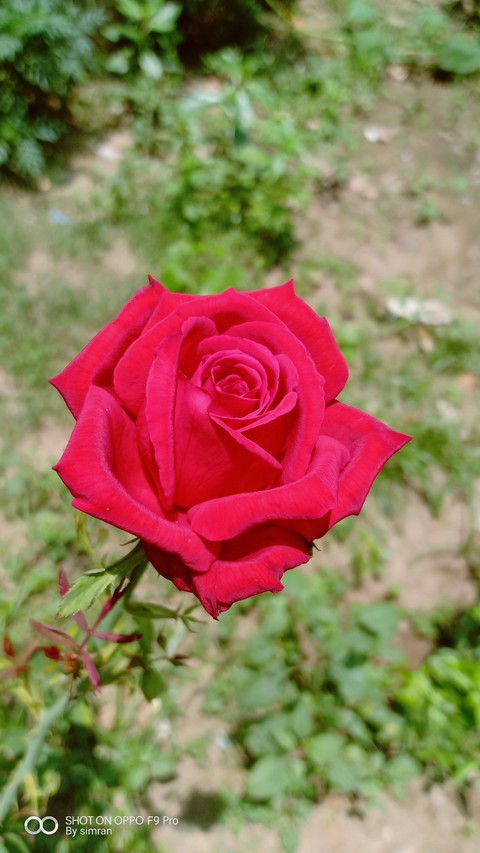Rose