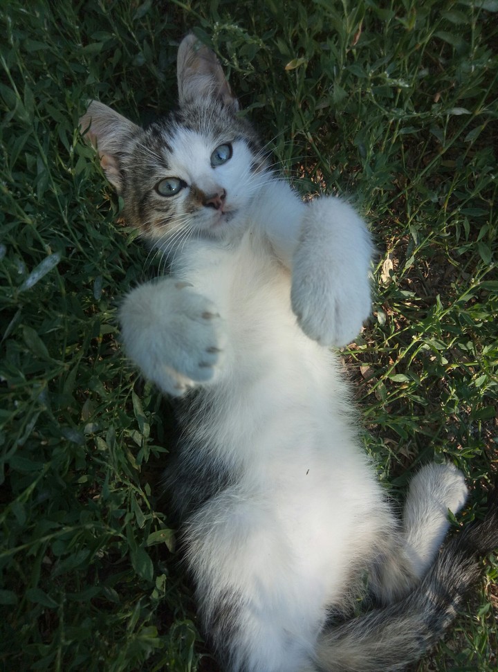 Котики