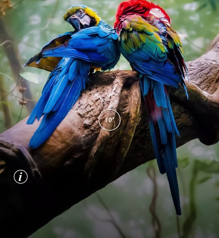parrot