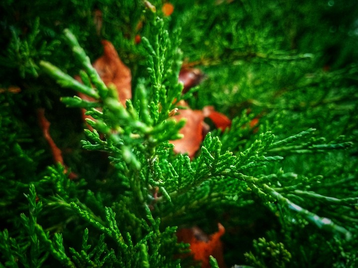 nature.  tree.