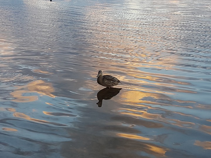 duck