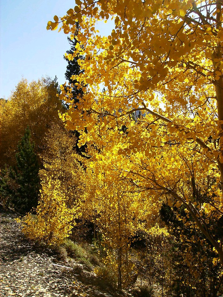 Autumn in Colorado