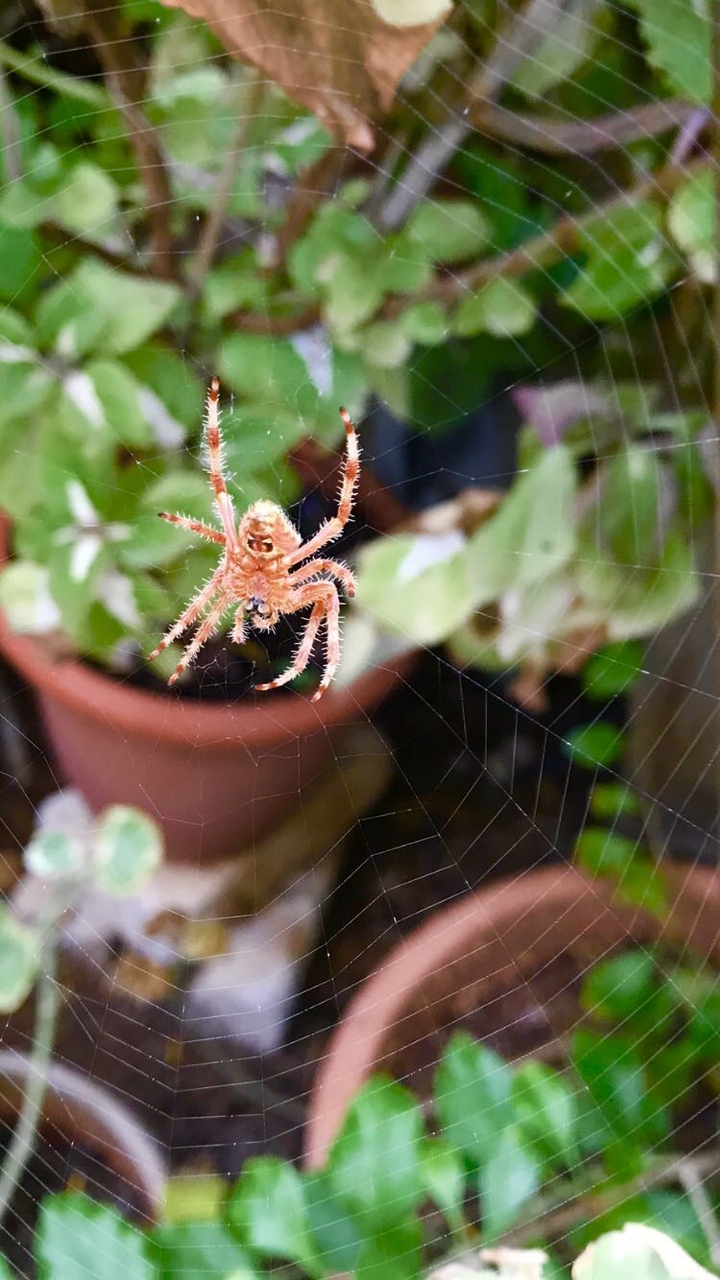 Spider