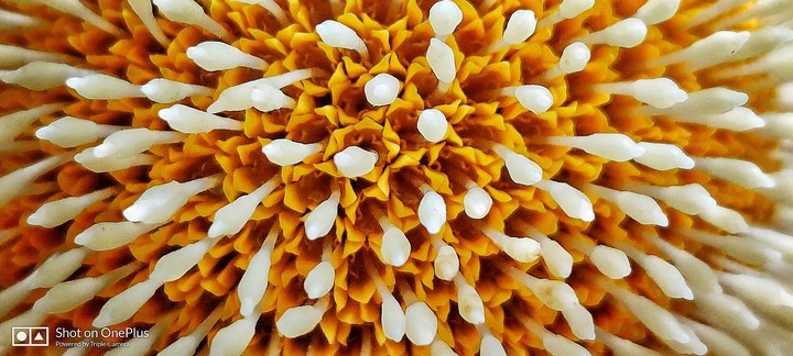 burflower background