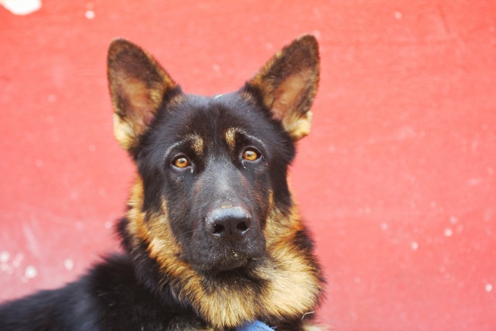 dog