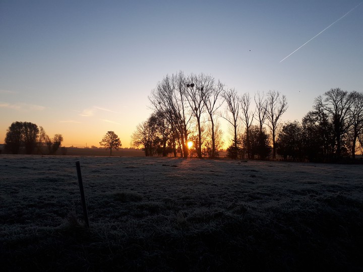 Sunrise in trees