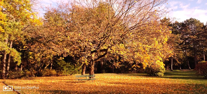 Baum
