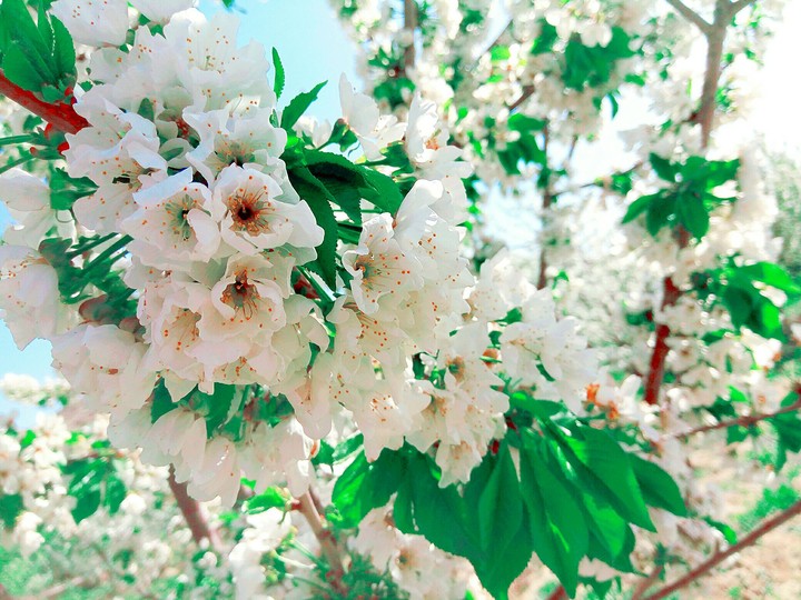nature