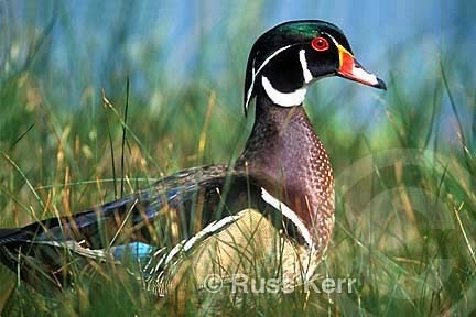 duck