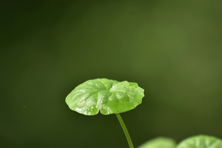 Leaf