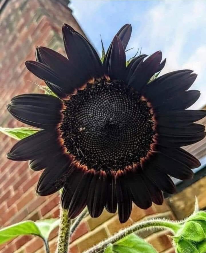 black sunflower