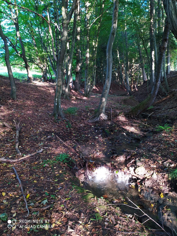 peace in forest