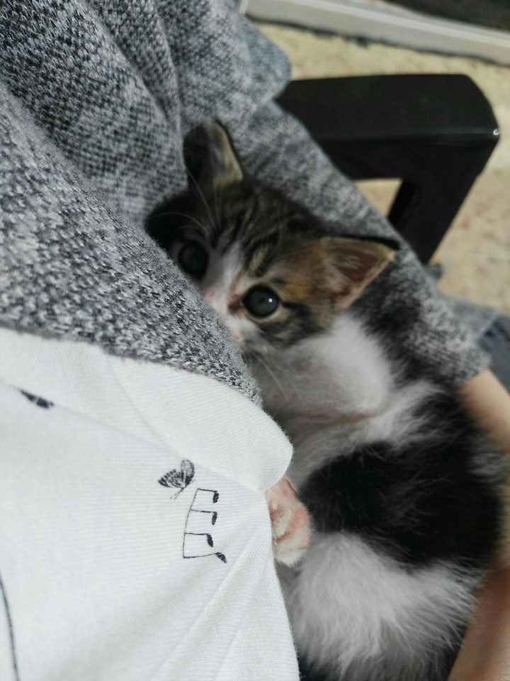 miavvv