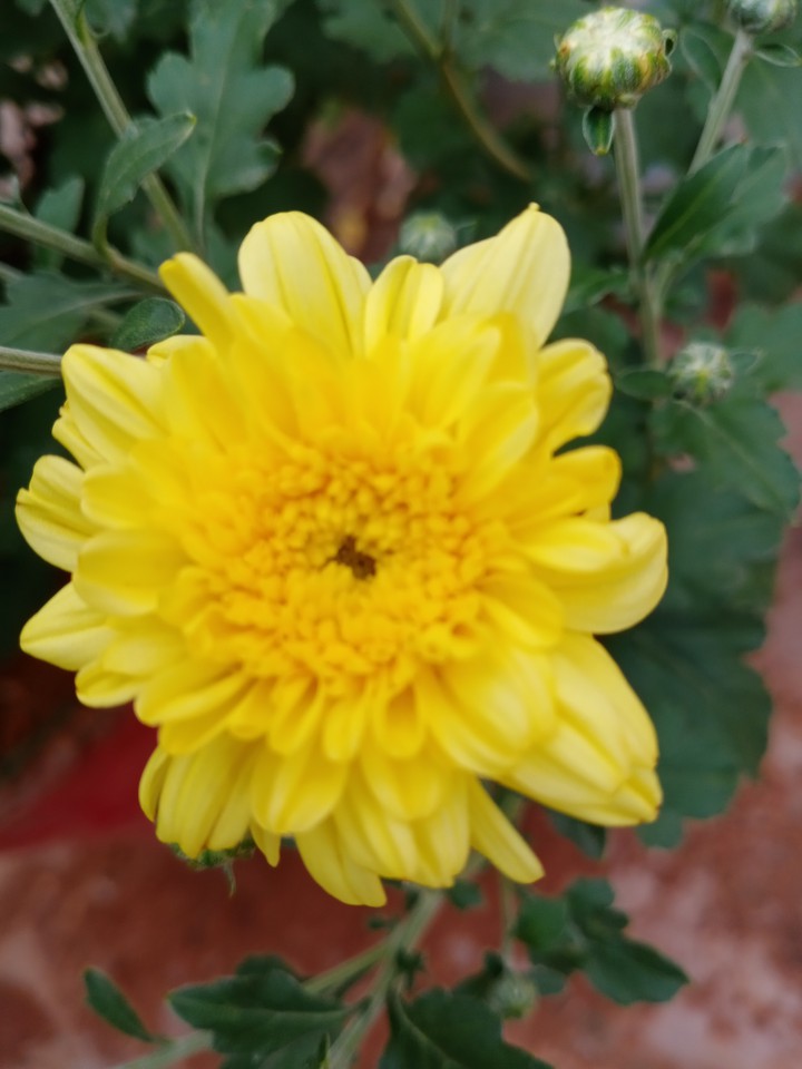 flower