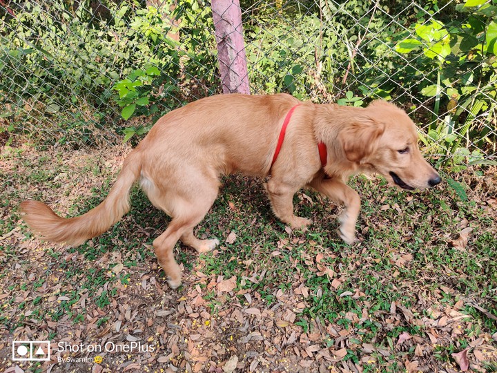 Golden Retriever Dog