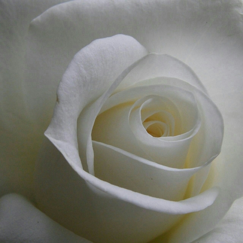 white, plant壁纸