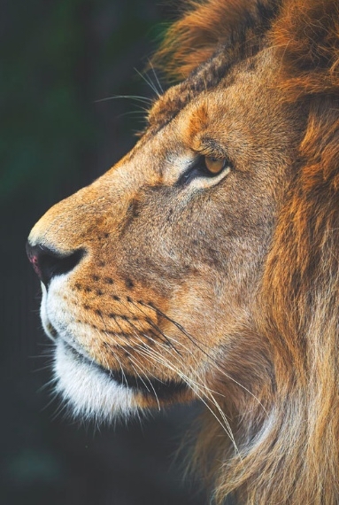 King