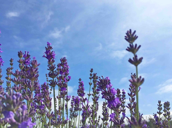 Lavenders