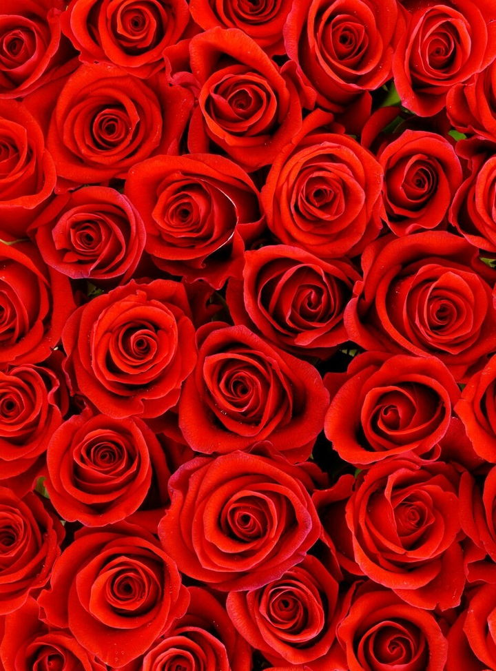 rose rosse