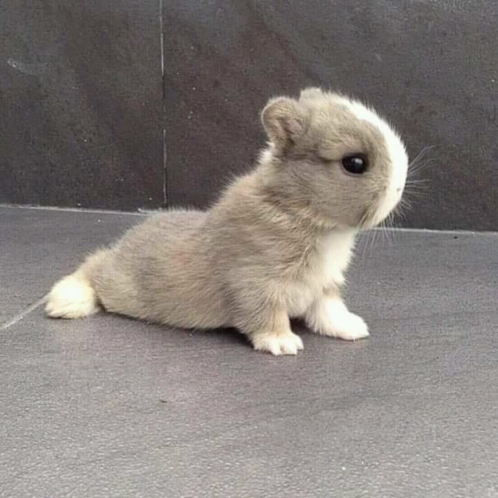 conejito bb
