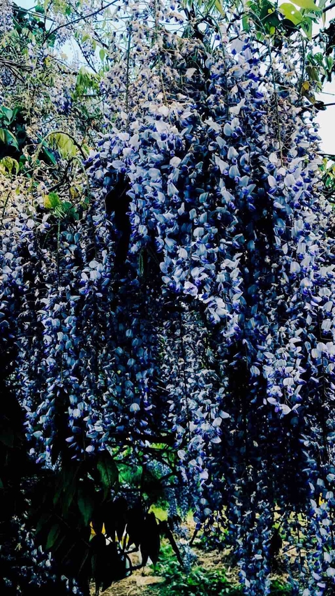 Glycine périgourdine
