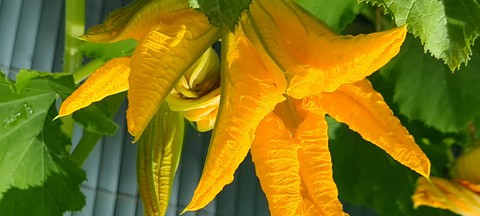 Zucchinieblüte