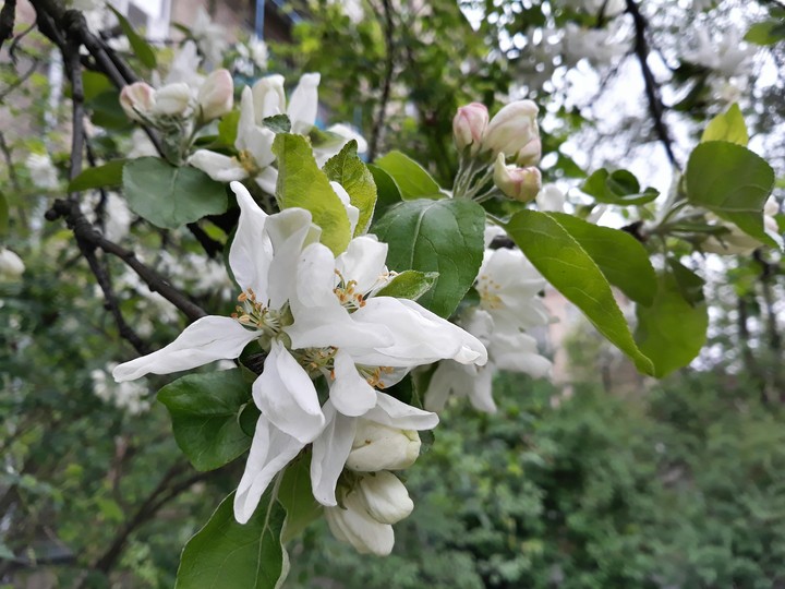 весна