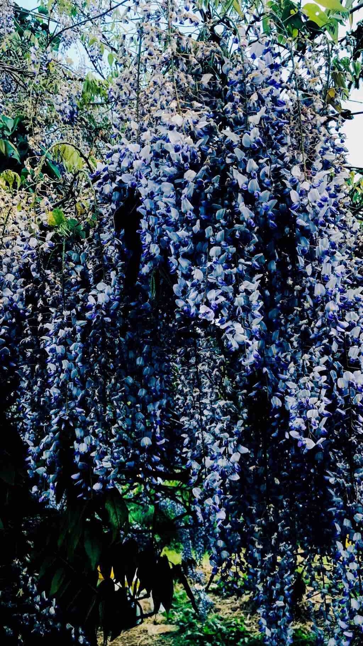 Glycine périgourdine