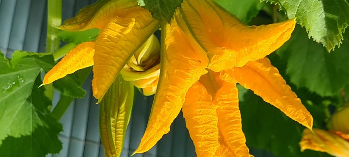 Zucchinieblüte
